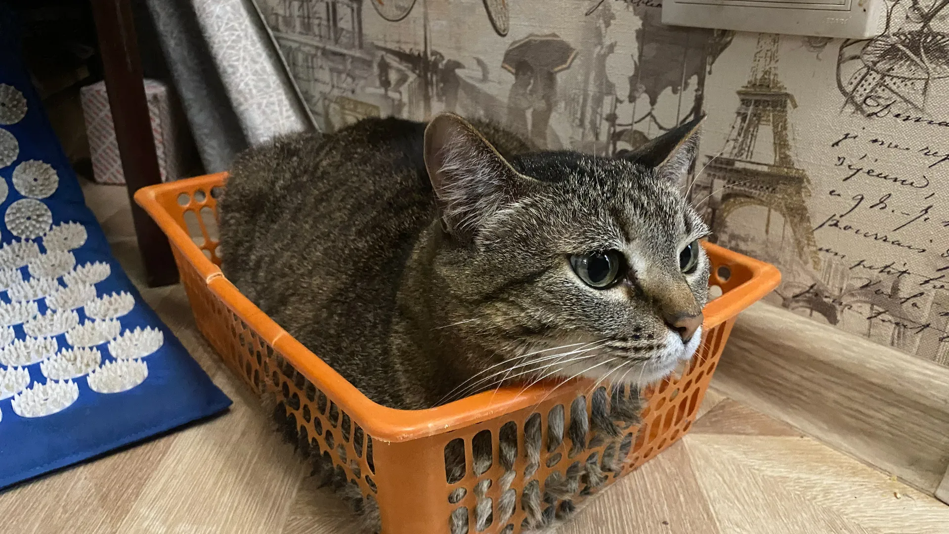 Один хитрый трюк и кошка больше не ворует еду со стола: Соседка-кошатница в один миг научила моего питомца правилам поведения