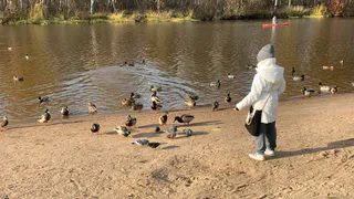 Рязанцам грозят штрафы: юрист объяснил, чем может обернуться кормление птиц