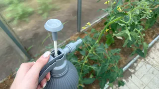 Обрабатываю томаты раствором за 28 рублей в период массового цветения в конце июня. Завязей образуется в 2 раза больше