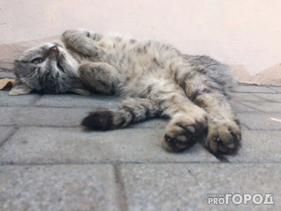 Мы в ответе за тех, кого выбросили - домашние животные выживают на улицах Рязани
