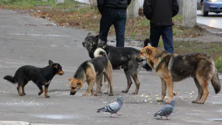 Зубастая Рязань: бродячие собаки угрожают прохожим
