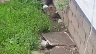 Еще один питомец в общепите: рязанцы засняли на видео крысу возле шаурмичной