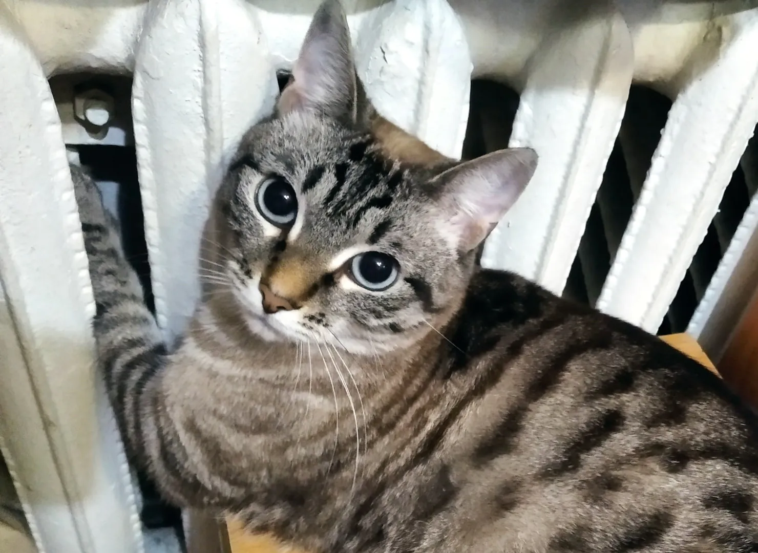Ни в коем случае не оставляйте с детьми: 3 популярные породы кошек, которые тайно ненавидят людей