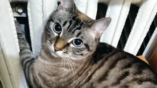 Ни в коем случае не оставляйте с детьми: 3 популярные породы кошек, которые тайно ненавидят людей