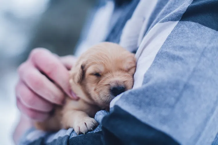 "Соседи безжалостно травят собак" - продолжение скандальной истории в Канищеве