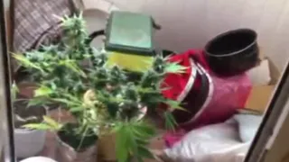 Рязанские полицейские поймали наркоторговцев