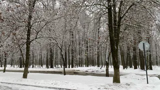 В Рязани у Лесопарка может появиться новая экопарковка
