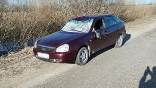 В Рязанской области водитель на Lada насмерть сбил лося
