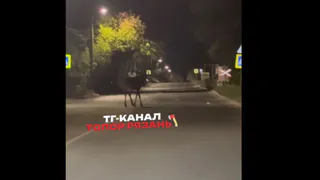 Лось снова добрался до жилых районов Рязани и гулял по дороге у Соколовки