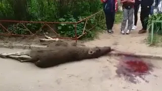 Пытался перепрыгнуть забор: стала известна причина гибели лосенка в Недостоеве