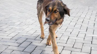 Жители Кального пожаловались на стаи агрессивных бездомных собак