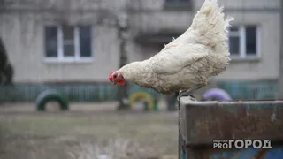 В Рязанской области объявлен карантин из-за птичьего гриппа