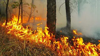 Площадь пожаров в Рязанской области увеличилась за сутки на 170 гектаров