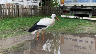 В Окский заповедник могут направить аиста с травмой лапы из Сапожка