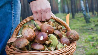Как не заблудиться в лесу - советы МЧС и грибников