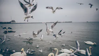 Почему охотники не едят лебедя, хотя там намного больше мяса - гусей же едят. Что не так с этой птицей