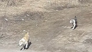 В Бутырках бегают два агрессивных алабая