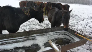 Под Рязанью погибают десятки лошадей редкой породы