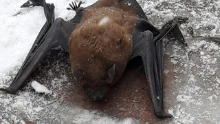 Рязанка записала видео с летучей мышью в подъезде, еще одну мышь нашли в центре города