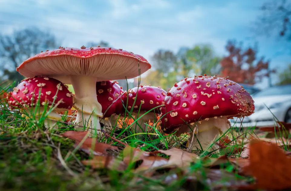 Названа самая главная примета грибников 2024: случится большая беда, об этом говорили еще наши предки