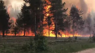 Экологи: неизвестные поджигают рязанские леса