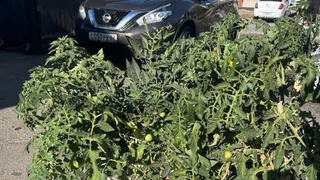 Жители Рязани обнаружили куст с помидорами на городской клумбе