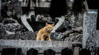 В одной из деревень Клепиковского района ввели карантин по бешенству