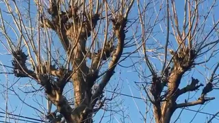 Весенний пейзаж летом: на улице Крупской засохли деревья