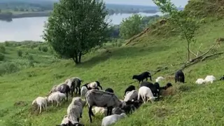 В Касимовском районе потерялось стадо баранов из-за проспавшего пастуха