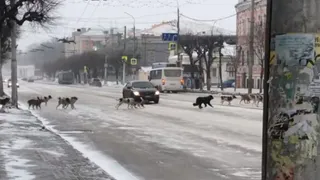 В центре Рязани жители засняли большую стаю бездомных собак