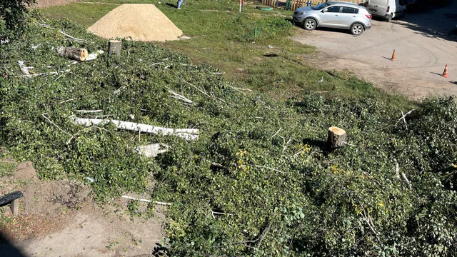 «Зачем их все срубать?» Жители Шилова возмущены вырубкой деревьев на улице 40 лет Победы
