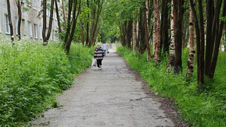 В Солотче строят пешеходную дорожку с освещением
