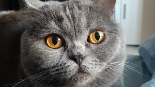 Мартовский кот: голосование началось!