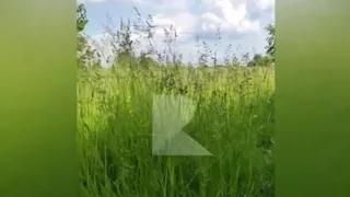 Появилось видео со звуком громких хлопков в Рязанской области