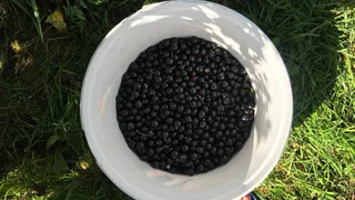 Рязанцы скупают смородину тоннами