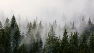 МЧС предупреждает рязанцев о сильном тумане