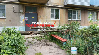 Упавшее дерево мешало выйти из дома жильцам рязанской многоэтажки