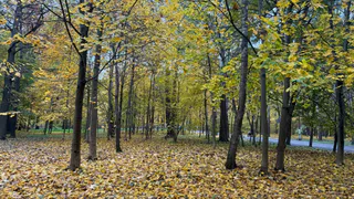 94-летнюю женщину нашли живой в лесу под Рязанью