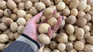 Рязанские дачники собрали урожай грецких орехов