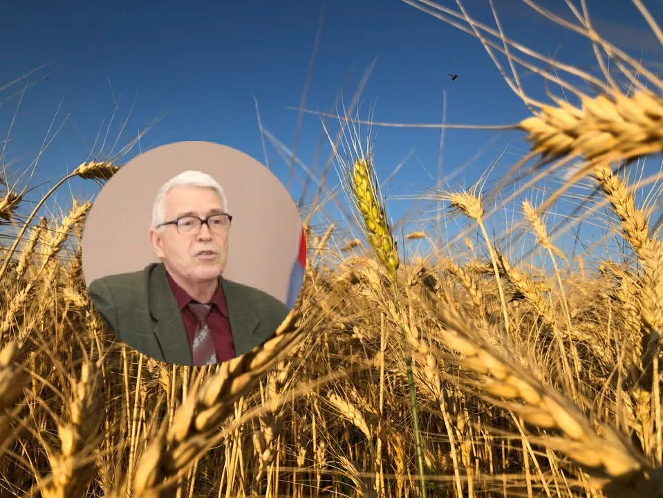 Много снега - много хлеба: по мнению эксперта, суровая зима может предвещать урожайный год