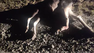 В Рязанской области водитель сбил лосенка на трассе