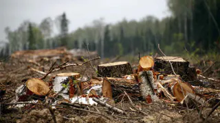 Депутата городского поселения Рязанской области обвиняют в незаконной рубке леса