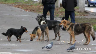 "Рвали одежду и кусали до крови": в Рязани стая бродячих псов напала на женщину