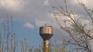 В Рыбновском районе аисту дробью перебили крыло