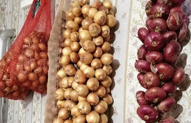 1 стакан на грядку - луковицы с кулак, перья ярко-зеленые: схема полива на лето