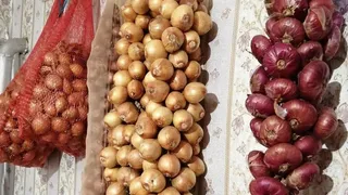 1 стакан на грядку - луковицы с кулак, перья ярко-зеленые: схема полива на лето