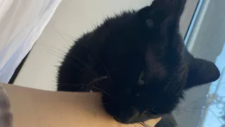 Благодарны ли уличные коты за то, что их взяли домой. Запомните раз и на всю жизнь