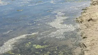 «Вода как болото»: рязанцы пожаловались на состояние пляжа в Новомичуринске