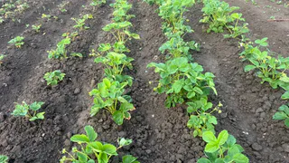 Использую вместо удобрений и не нарадуюсь: три обычные крупы делают почву жирной без капли навоза
