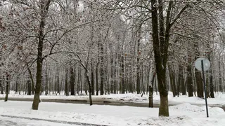 В Рязанской области после девяти лет поисков обнаружили филина, занесенного в Красную книгу